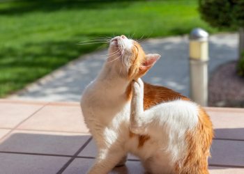 How to tell if a cat has fleas?