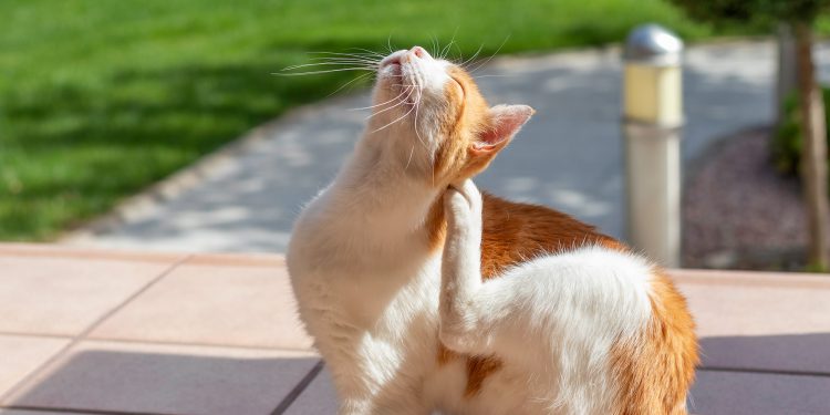 How to tell if a cat has fleas?