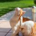 How to tell if a cat has fleas?
