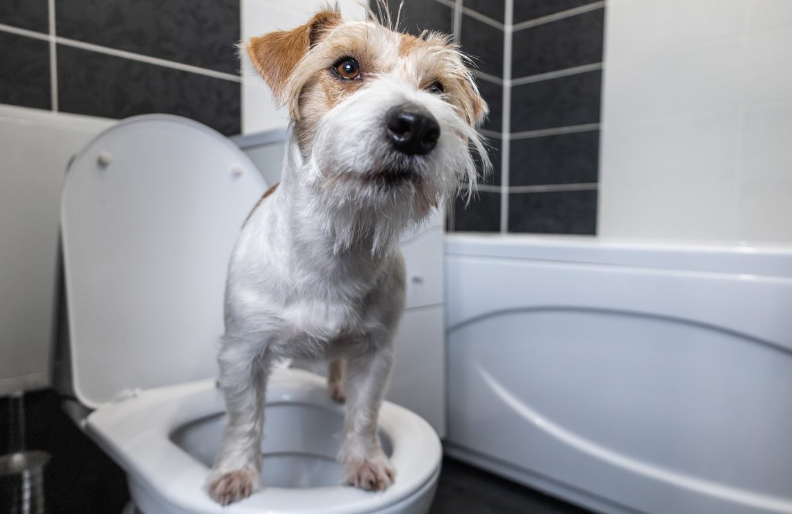 What Does Blood Mean In Dog Pee? YoyiPet