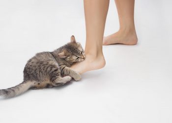 Why does my cat bite my feet?