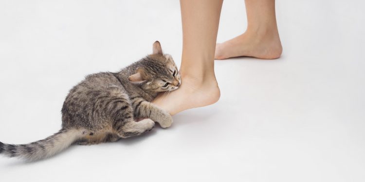 Why does my cat bite my feet?