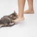 Why does my cat bite my feet?