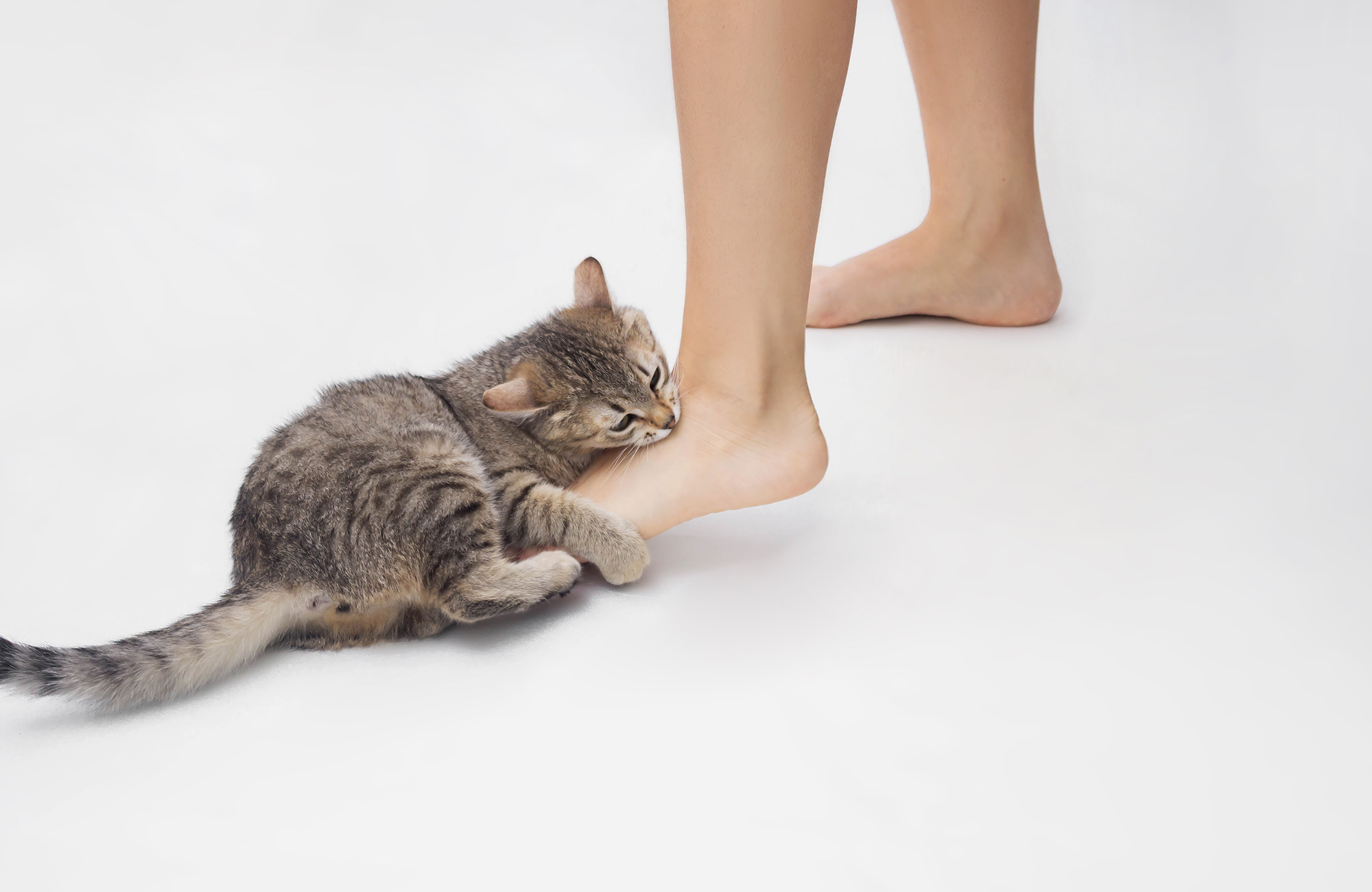 Why does my cat bite my feet?