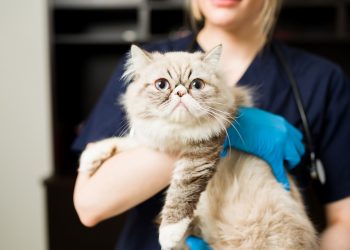 How long to quarantine cat with ringworm?