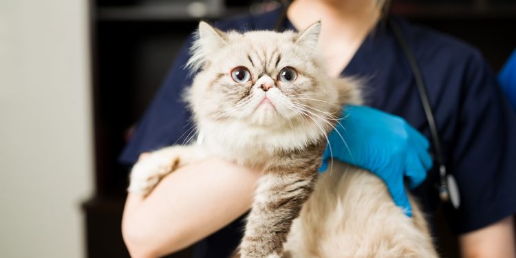 How long to quarantine cat with ringworm?