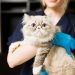 How long to quarantine cat with ringworm?