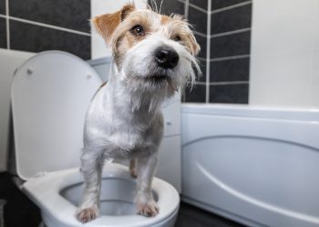 What Does Blood Mean in Dog Pee?