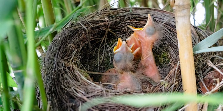 What to feed a baby bird？