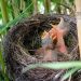 What to feed a baby bird?