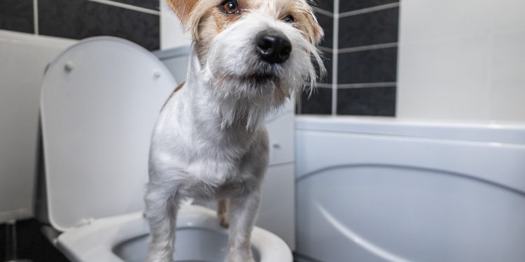 What Does Blood Mean in Dog Pee?