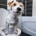 What Does Blood Mean in Dog Pee?