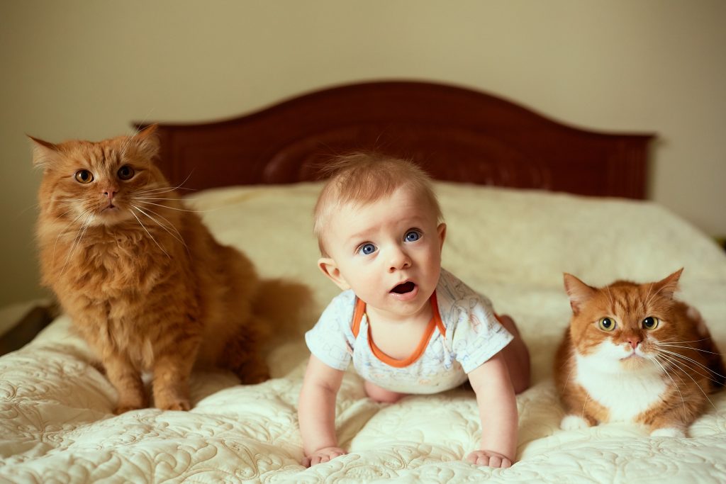 How young can a cat get pregnant yoyipet