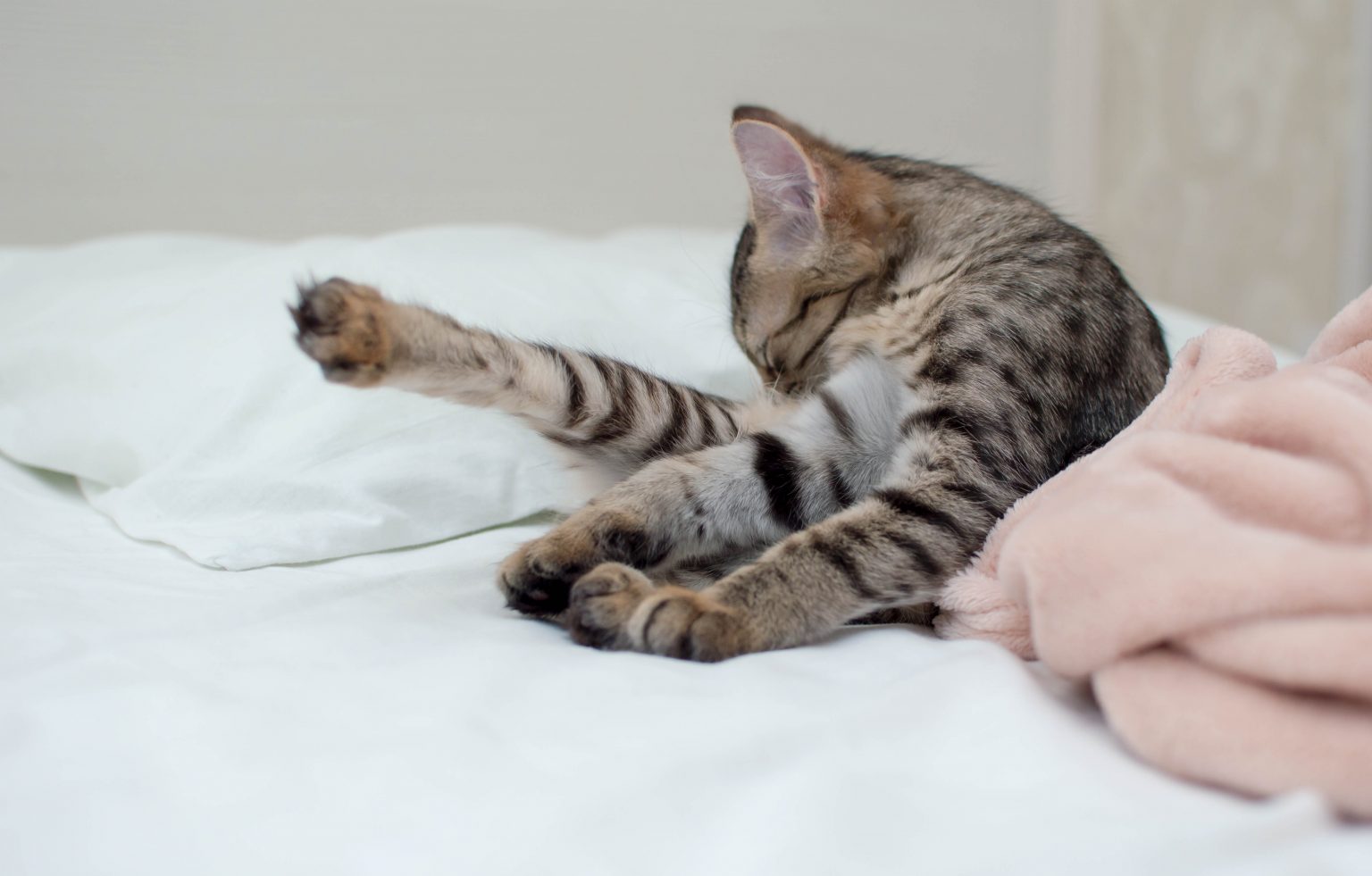 How To Tell If Cat Needs Glands Expressed? YoyiPet