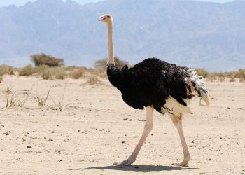 Which bird has a brain smaller than either of its eyeballs?