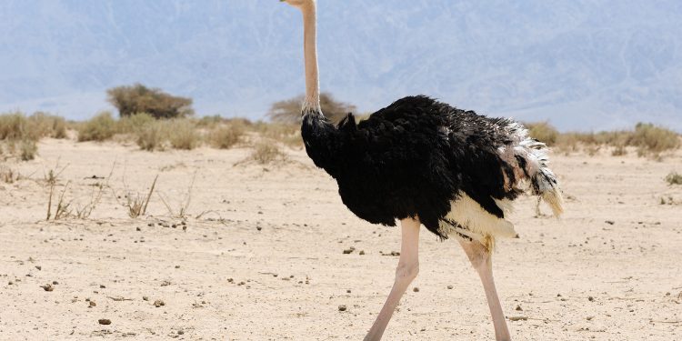 Which bird has a brain smaller than either of its eyeballs?