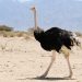 Which bird has a brain smaller than either of its eyeballs?