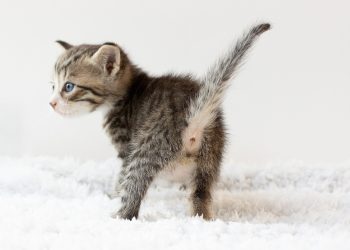 Why does my cat fart so much?