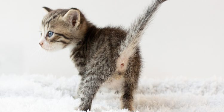 Why does my cat fart so much?