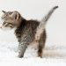Why does my cat fart so much?