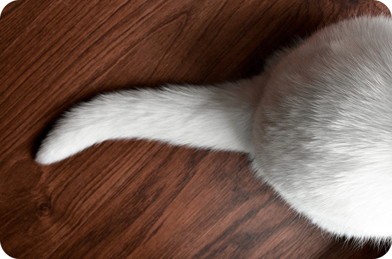 Why Does My Cat Fart So Much? YoyiPet