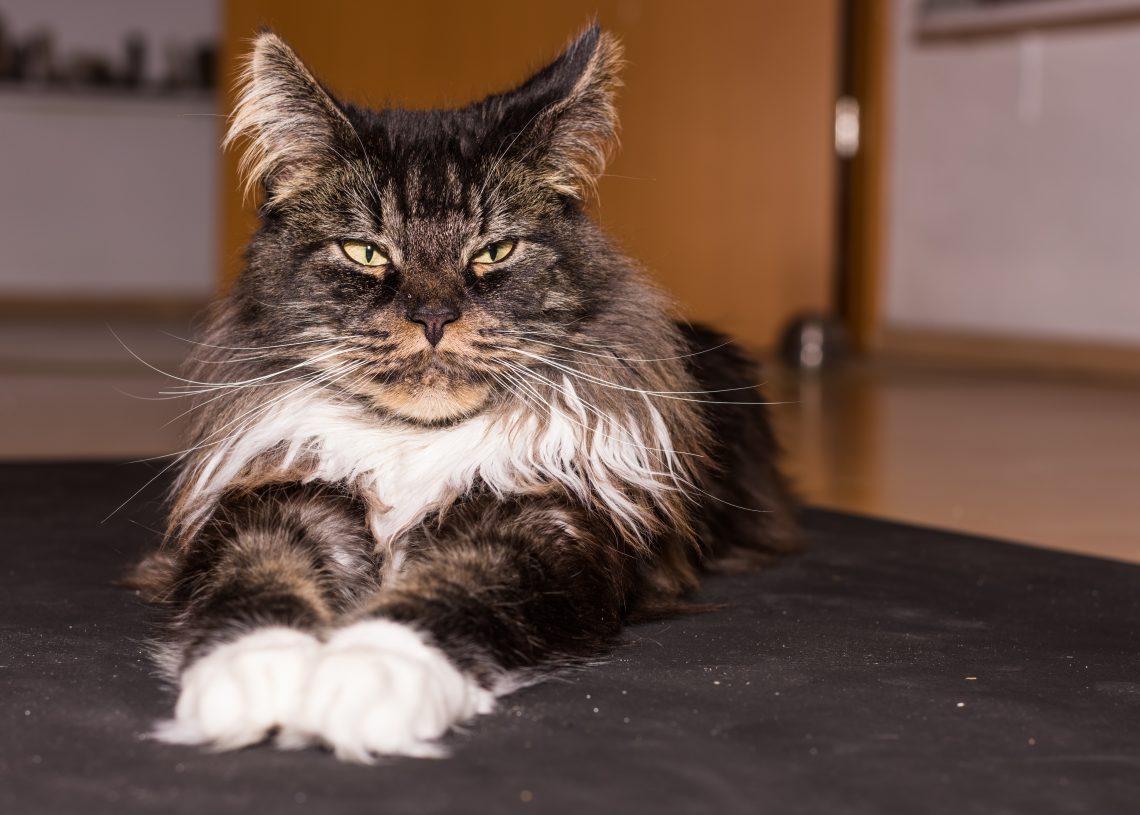 Malaseb Dog Shampoo Alternative YoyiPet