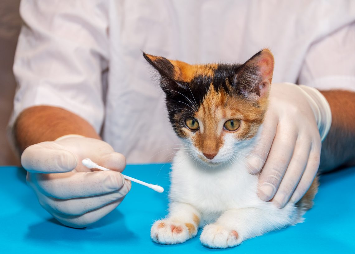 Malaseb Dog Shampoo Alternative YoyiPet