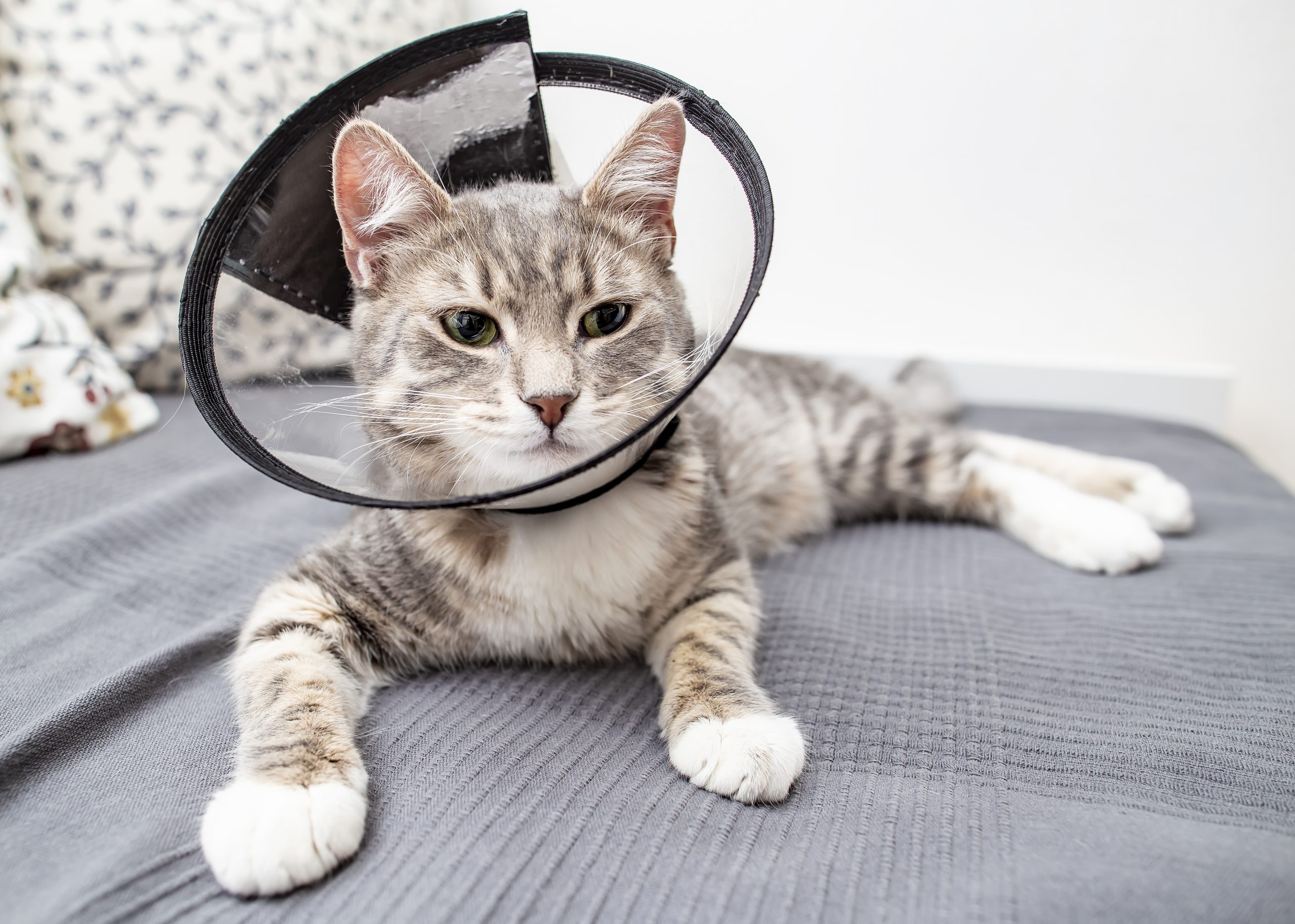 How much does it cost to neuter a cat?