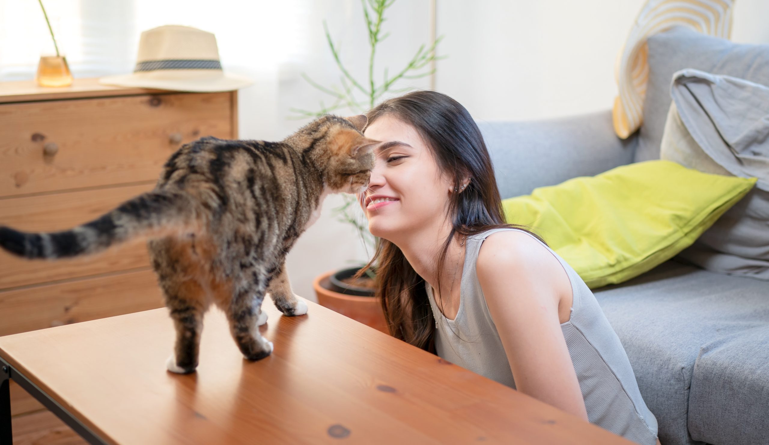What does it mean when a cat headbutts you?