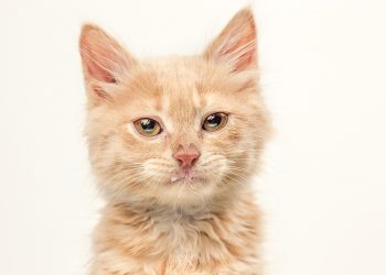 Why are my cat crying tears?