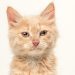 Why are my cat crying tears?