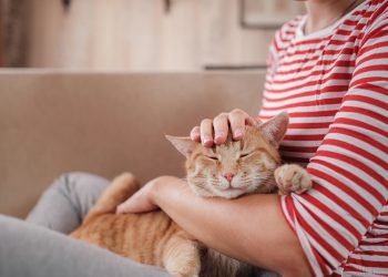 How to pick up a cat?