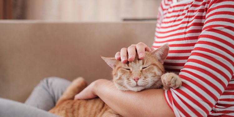 How to pick up a cat?