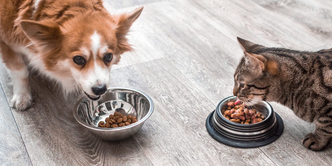 Will Cat Food Make a Dog Go Blind?