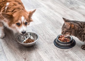 Will Cat Food Make a Dog Go Blind?