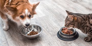 Will Cat Food Make a Dog Go Blind?