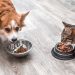 Will Cat Food Make a Dog Go Blind?