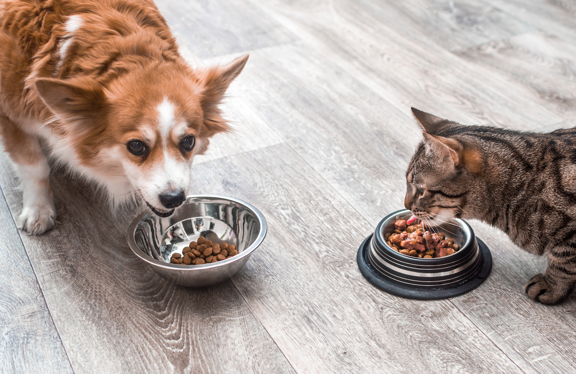 Will Cat Food Make a Dog Go Blind?