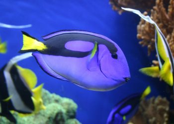 What kinda fish is dory