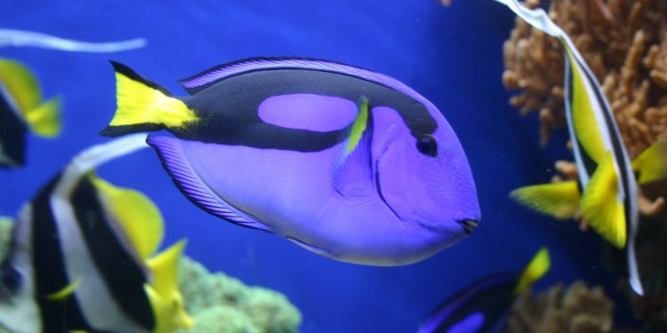 What kinda fish is dory