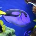 What kinda fish is dory