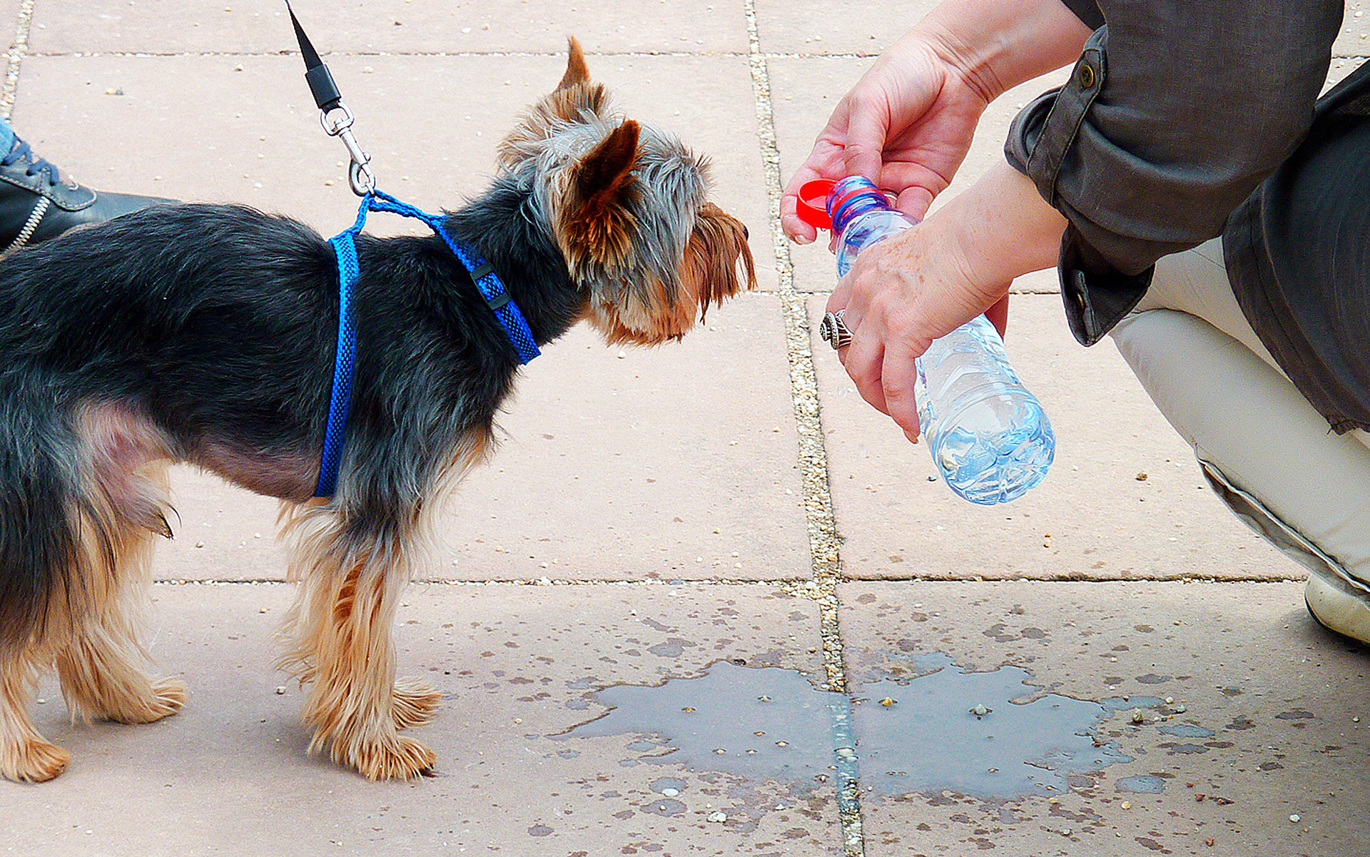Keep Your Pet Safe in Hot Weather