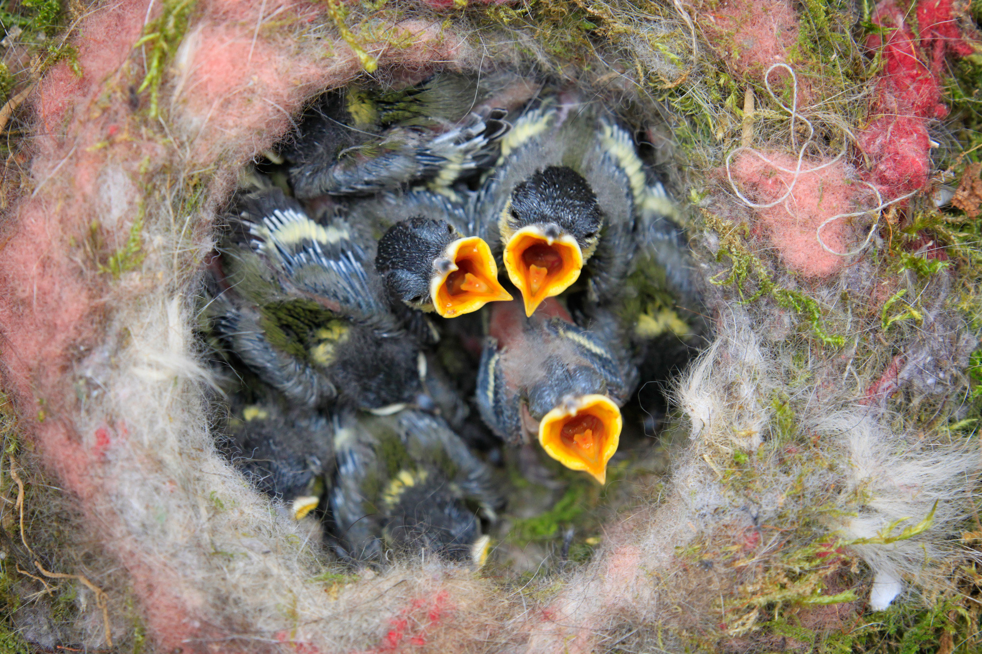 what-to-feed-a-baby-bird-yoyipet