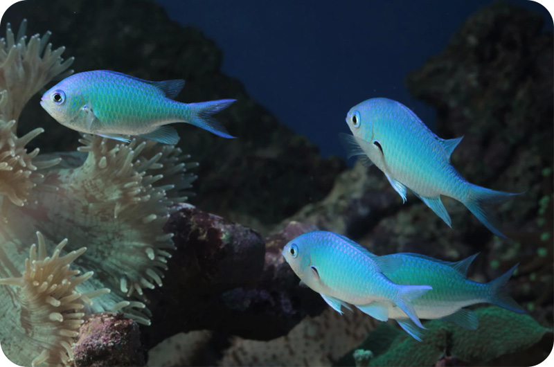 How Do Fish Reproduce? YoyiPet