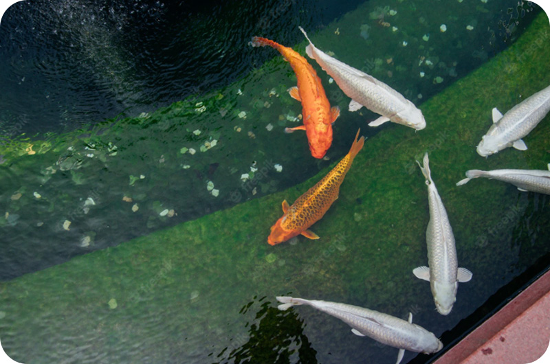 How Do Fish Reproduce? YoyiPet