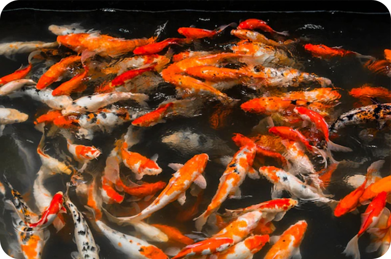 How Much Are Koi Fish? YoyiPet