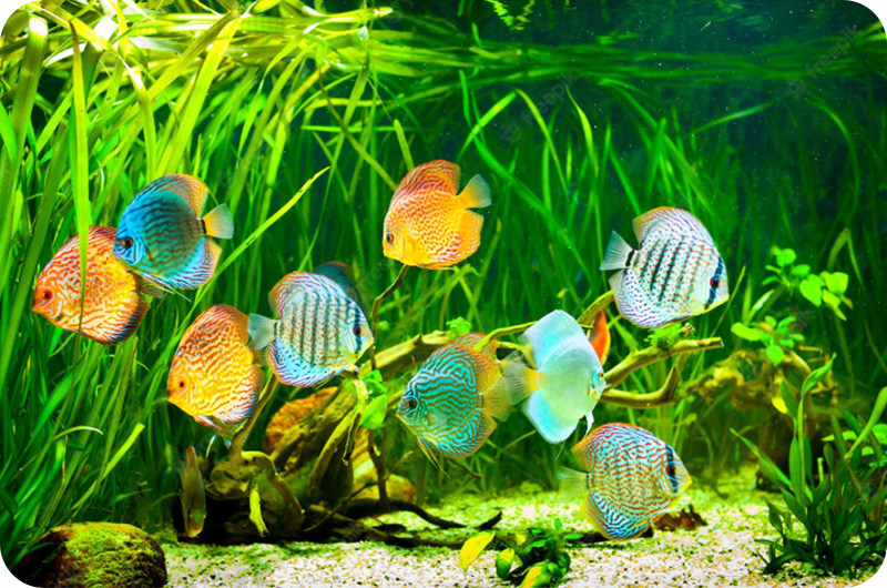 How To Cycle A Fish Tank? YoyiPet