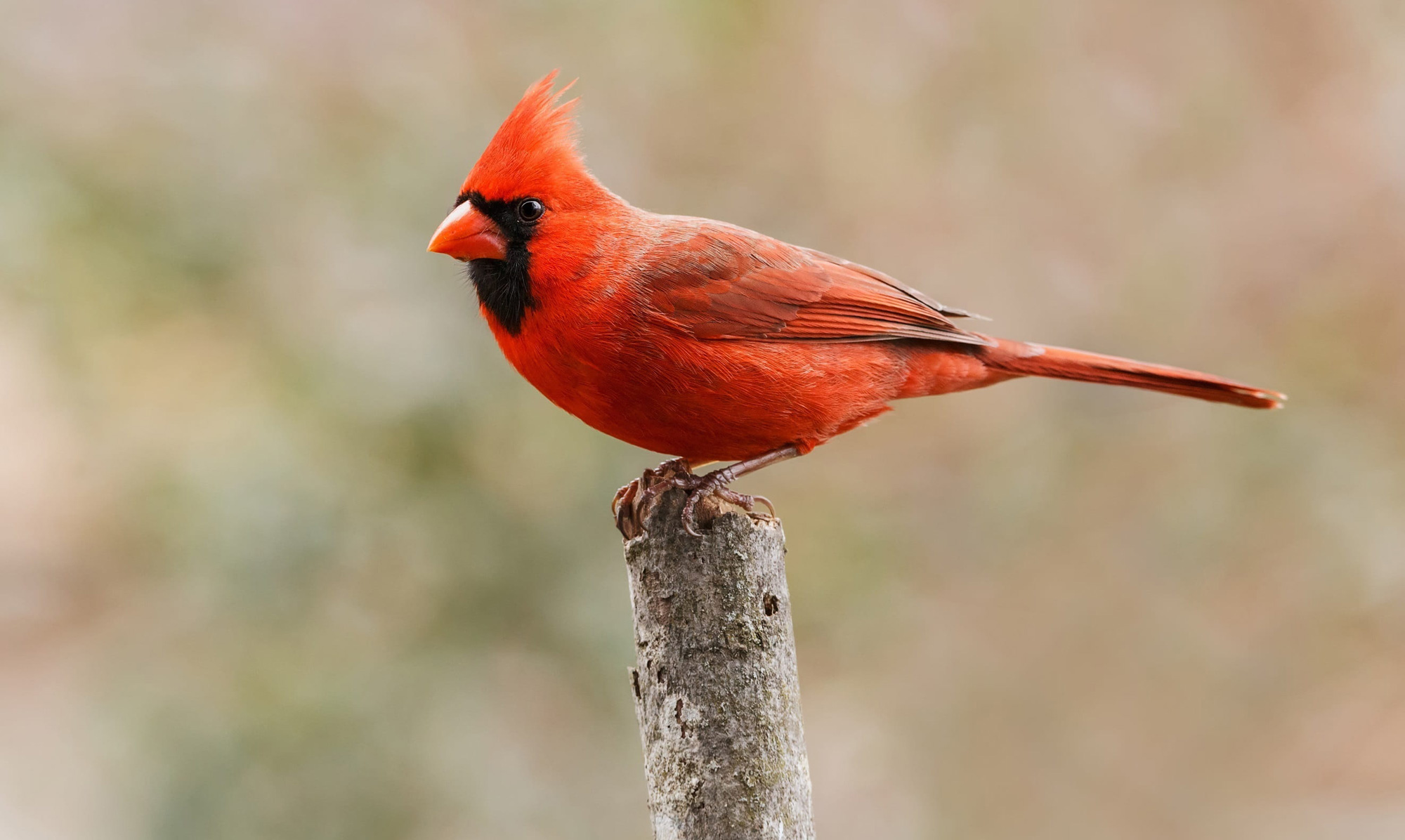 a red bird