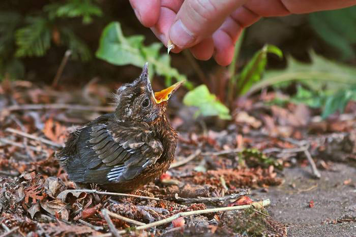 How do you help a baby bird that fell out of its nest?