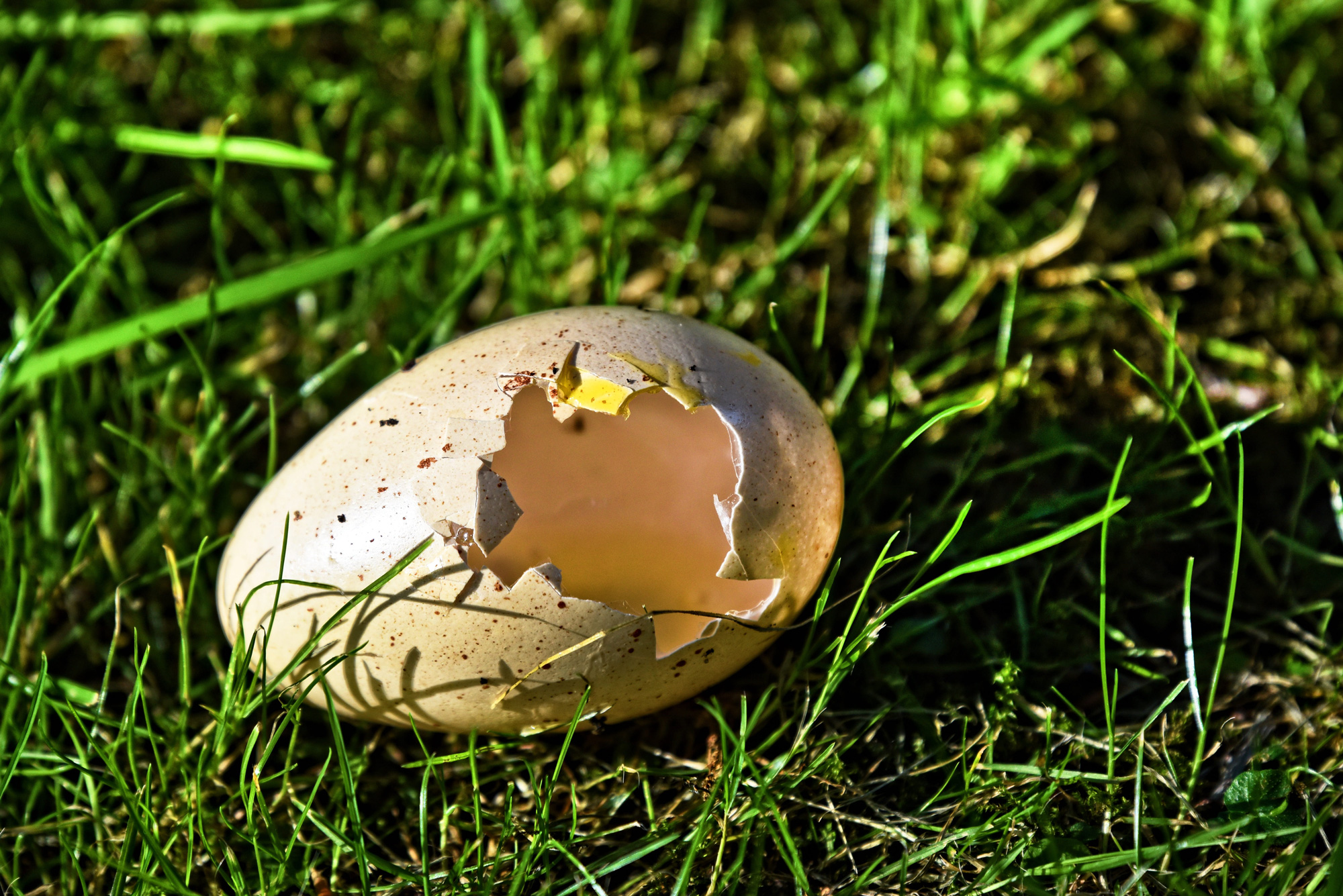 a bird egg